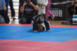 grand prix polski w BJJ ..5).jpg